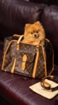 Louis Vuitton&nbsp;&nbsp;-&nbsp;&nbsp;Louis Vuitton — сумка-переноска для собак